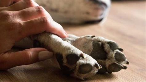 Cómo Superar La Muerte De Un Perro Por Eutanasia