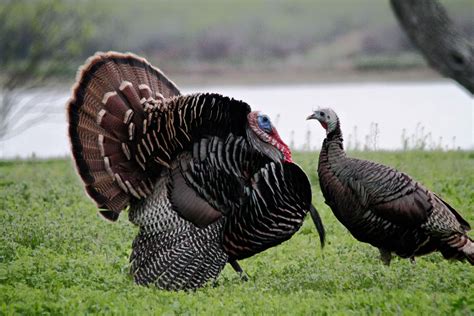 Pair Of Wild Turkey Birds Male And Female In Breeding Plumage Meleagris