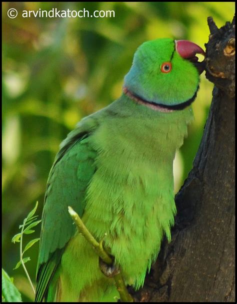 Rose Ringed Indian Parakeet Parrot Pictures And Detail Psittacula