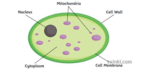 Yeast Cell Science Diagram Biology Ks3 Ks4 Illustration Twinkl