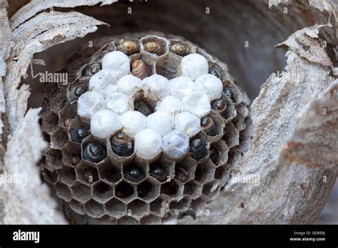 Inside Of A Yellow Jacket Wasp Nest With Larvae And Eggs In Cells Of