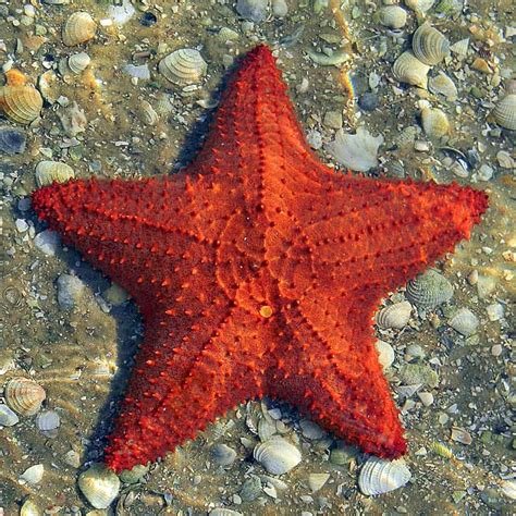 17 Characteristics Of Sea Star Habitat Reproduction