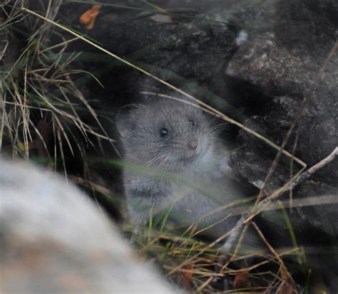 Microtus Nivalis European Snow Vole In France Alexandre Roux Flickr