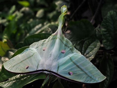 Download Insect Moth Animal Luna Moth Hd Wallpaper By Thuyhabich