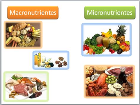 Macronutrientes Y Micronutrientes