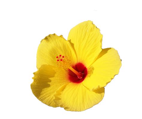 Yellow Hibiscus Sideview Png By Adivawoman On Deviantart