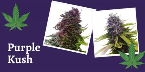 Purple Kush Strain Information And Review