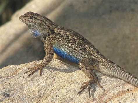 The man's dogs were the first to notice the lounging lizard. Western Fence Lizard | Coniferous Forest