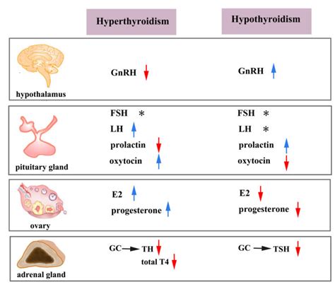 Effects Of Hyperthyroidism And Hypothyroidism On Serum Hormone Levels