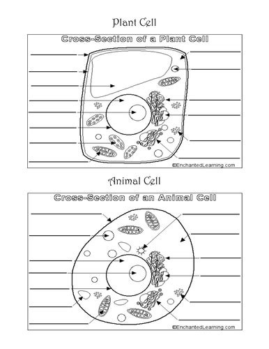 Check spelling or type a new query. Plant and Animal Cells by Porcella - Teaching Resources - Tes