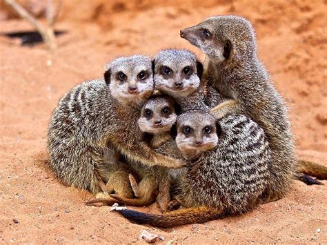 Meerkats Cute Merkat Animal Africa Hd Wallpaper Peakpx