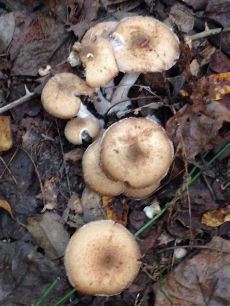 Psilocybin Mushrooms In Maryland All Mushroom Info