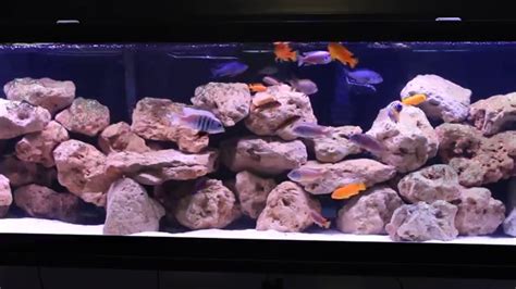 African Cichlid Aquarium 135 Gallon Rock Reef Mbuna Tank Setup Youtube