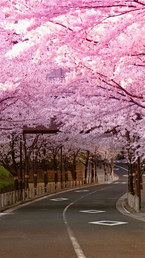 Japanese cherry blossom wallpaper 1920×1080. Wallpaper Japan Cherry Blossoms (71+ images)