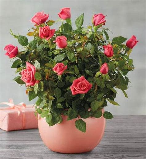35 Mind Blowing Pictures Of Roses In Pots Balcony Garden Web