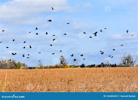 Migrating Black Birds Flying Above Farm Field Stock Image Image Of