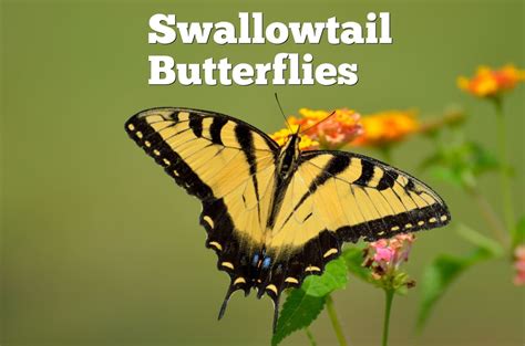 SwallowTail蝴蝶识别北美物种的快速而简单的指南带图片 OWLCATION 188jdc金宝搏