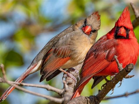 rare half male half female cardinal photographed in pennsylvania across pennsylvania pa patch