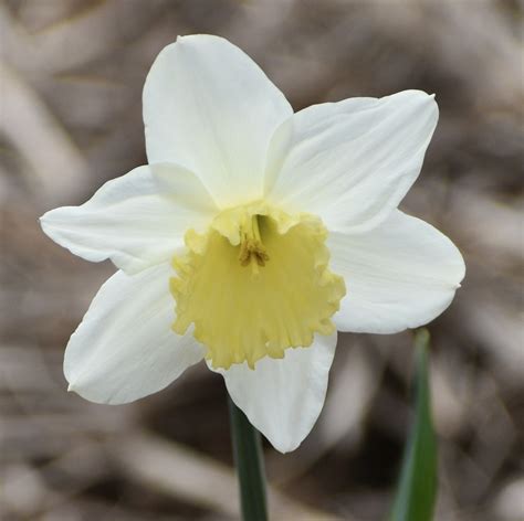 Narcissus Daffodils Jonquils Narcissus Paper White Paperwhites