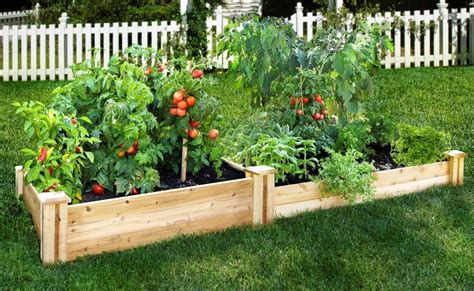 Raised Beds In Vegetable Garden Pruettdesignco