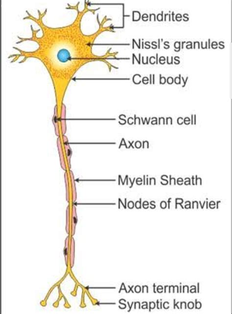 Draw A Neat Labeled Diagram Of Nerve Cell Or Neuron Anything Get Here