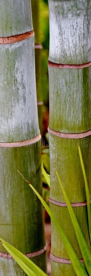 Bamboo Palm Tree Stem Stock Photo Image Of Close Yellow 75072796