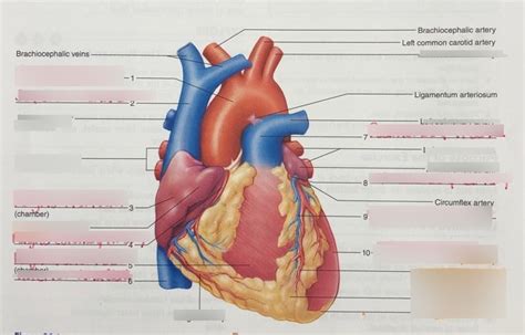 Structure Of Heart Lab Diagram 381 Parts Of The Heart Diagram Quizlet
