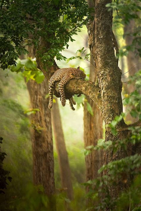 A Leopard Resting Its Head On A Tree Branch Photographed By Sudhir