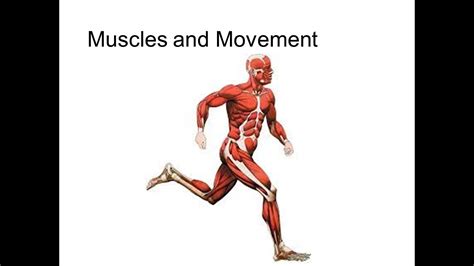 Muscles And Movement Youtube