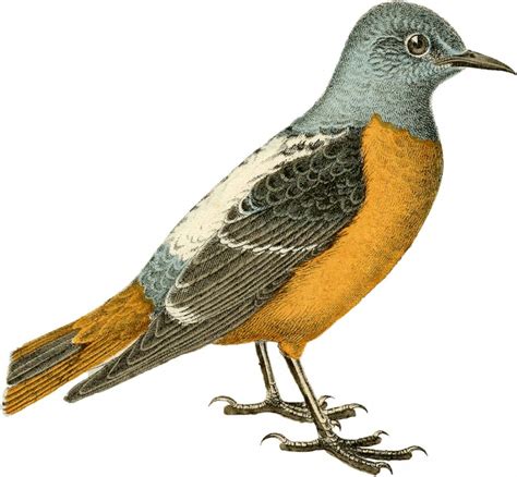 8 Orange Bird Images Vintage Bird Illustration Vintage Birds