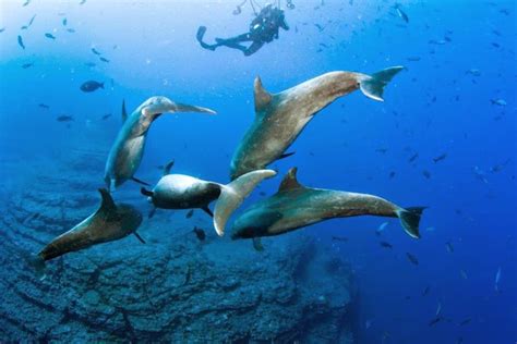 Scuba Diving Costa Rica