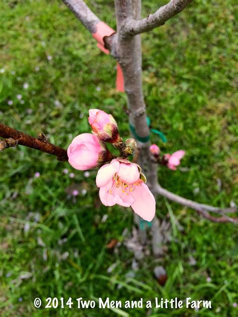 Most commonly peach, nectarine, plum or cherry trees ooze sap, but why? Two Men and a Little Farm: FRUIT TREE SUCCESS / FAIL UPDATE
