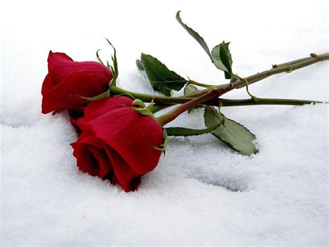 Roses In Snow Wallpapers Top Free Roses In Snow Backgrounds