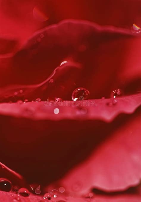 Wonderful Rose Flower Petals And Water Drops Floral Blossom And Beauty
