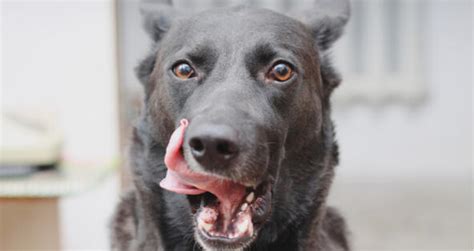 If a dog smacks his lips in anticipation of food or a treat, it would make him constantly smacking his lips absolutely normal. Should I Be Concerned About My Dog Licking His Lips ...