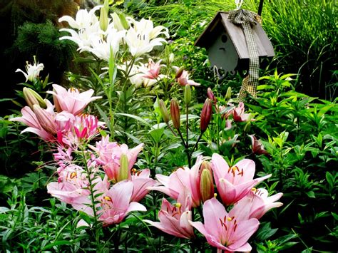 Franklin County Pa Gardeners Liliums The True Lilies