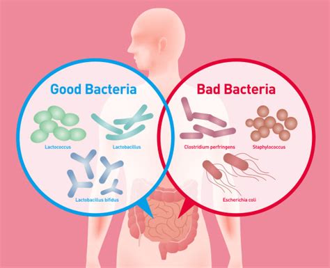 Eating For The Gut Microbiome