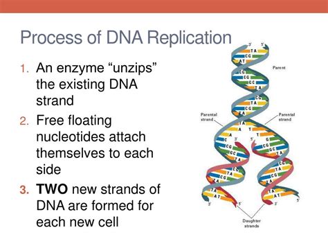 Ppt Dna And Replication Powerpoint Presentation Free Download Id