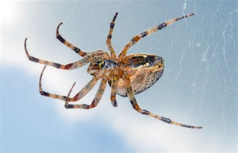 European Garden Spider Araneus Diadematus By Michael Gäbler