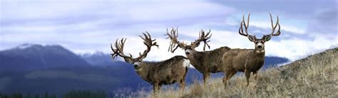 World Record Mule Deer What A Dream Shot All Three Of The Largest
