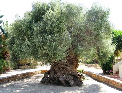 2000 Year Old Olive Tree In Greece Rbeamazed