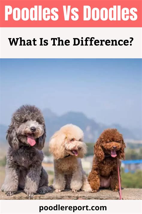 Maybe you would like to learn more about one of these? Poodles vs Doodles: What Is The Difference? | Doodle dog ...