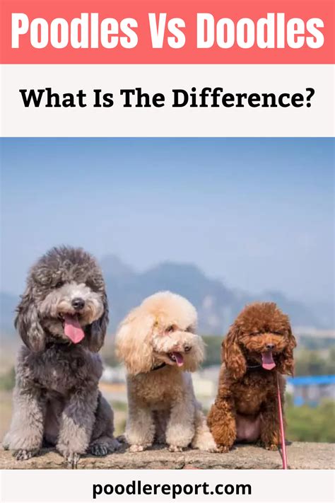 Well, you get the drift. Poodles vs Doodles: What Is The Difference? | Doodle dog breeds, Poodle dog, Poodle