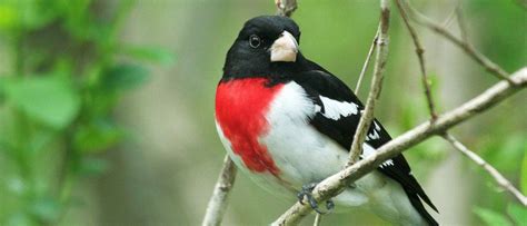 Rose Breasted Grosbeak Bird Facts Pheucticus Ludovicianus A Z Animals