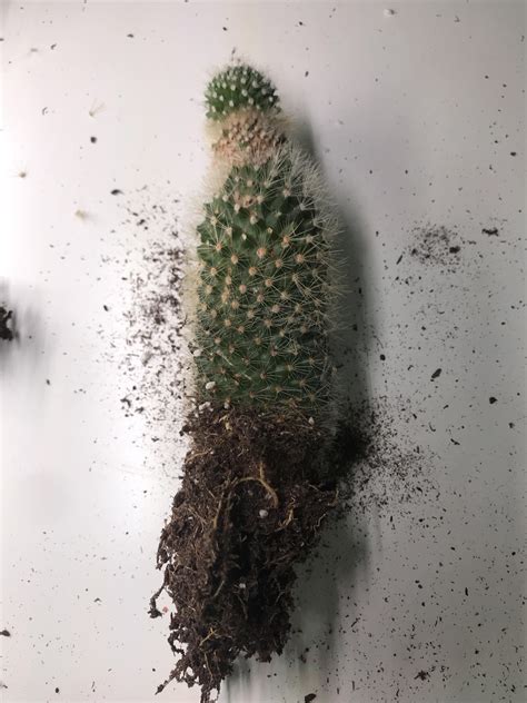 I Found Out My Cactus Has Root Rot But There Are Some Healthy Parts