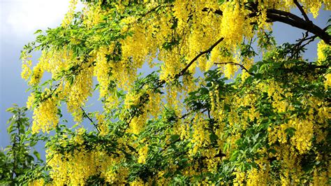 Yellow Acacia Twigs Hd Flowers Wallpapers Hd Wallpapers Id 75686