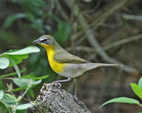 Pictures And Information On Yellow Breasted Chat