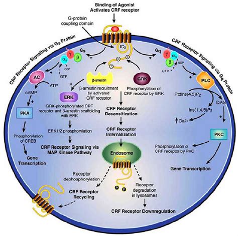 Major Intracellular Pathways For Signal Transduction By CRF And CRF