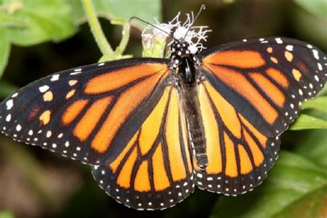 Great News This Years Monarch Butterfly Migration Shows