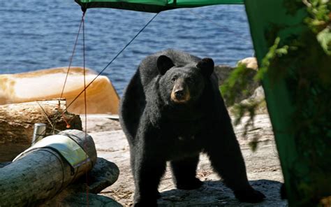 Black Bear Safety Tips Appalachian Mountain Club Amc